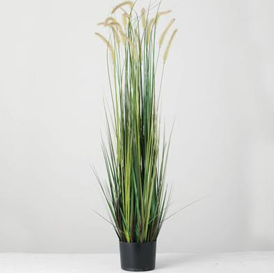 Potted Dogtail Grass